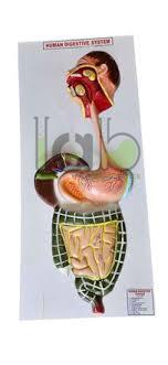 Human Digestive System Model
